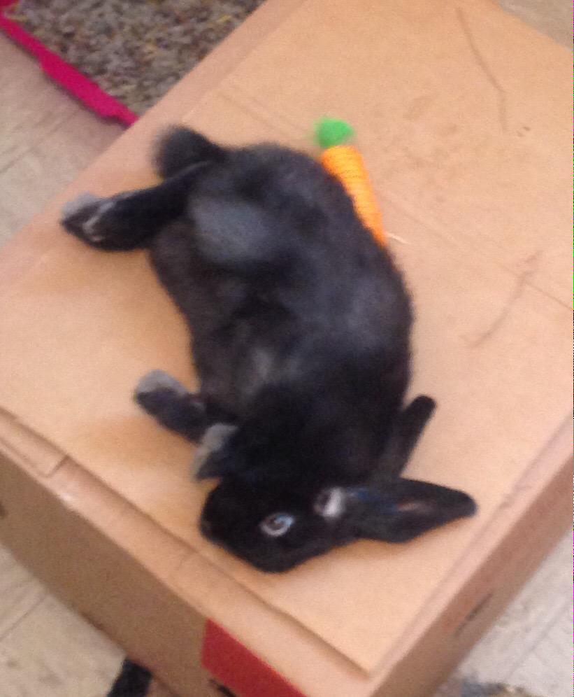 Zorrothebun's tweet photo. Every time I'm happily asleep my hooman nudges me as she thinks I'm dead. So annoying!!! #bunnies #annoying #Rabbit http://t.co/bIiRaggyPJ