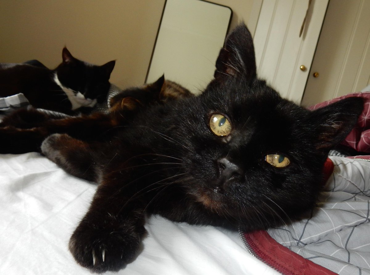 MYSADCAT's tweet photo. My cat is sad because he's worried the public affection my other cats display might mask deeper relationship problems http://t.co/itG0LBYiDU