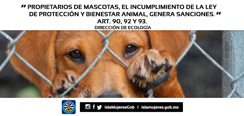 HelpTulumDogs's tweet image. “@IslaMujeresGob: En Isla Mujeres promovemos el bienestar y la protección de nuestros amigos los animales. http://t.co/X5ZqRpJYVD”