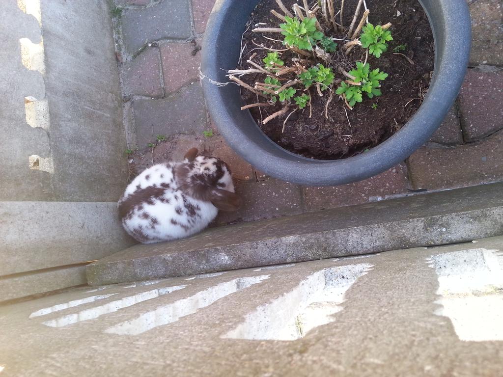 miranda802's tweet photo. @verlorenopurk  wie mist er zijn of haar konijntje? http://t.co/kXdvWBwA8T