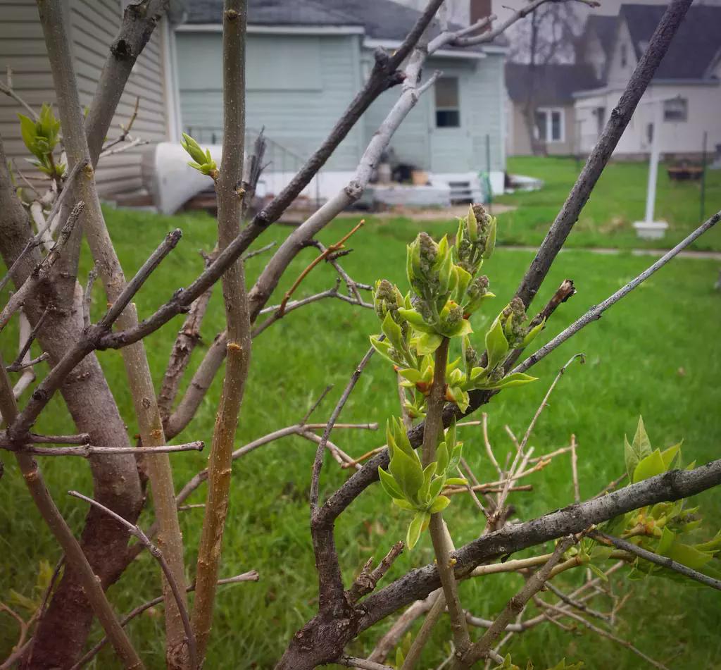 Lilac buds mean that Spring has Sprung! Check out these #Spring driving tips from <a href="/Travelers/">Travelers</a>:
travelers.com/prepare-preven…