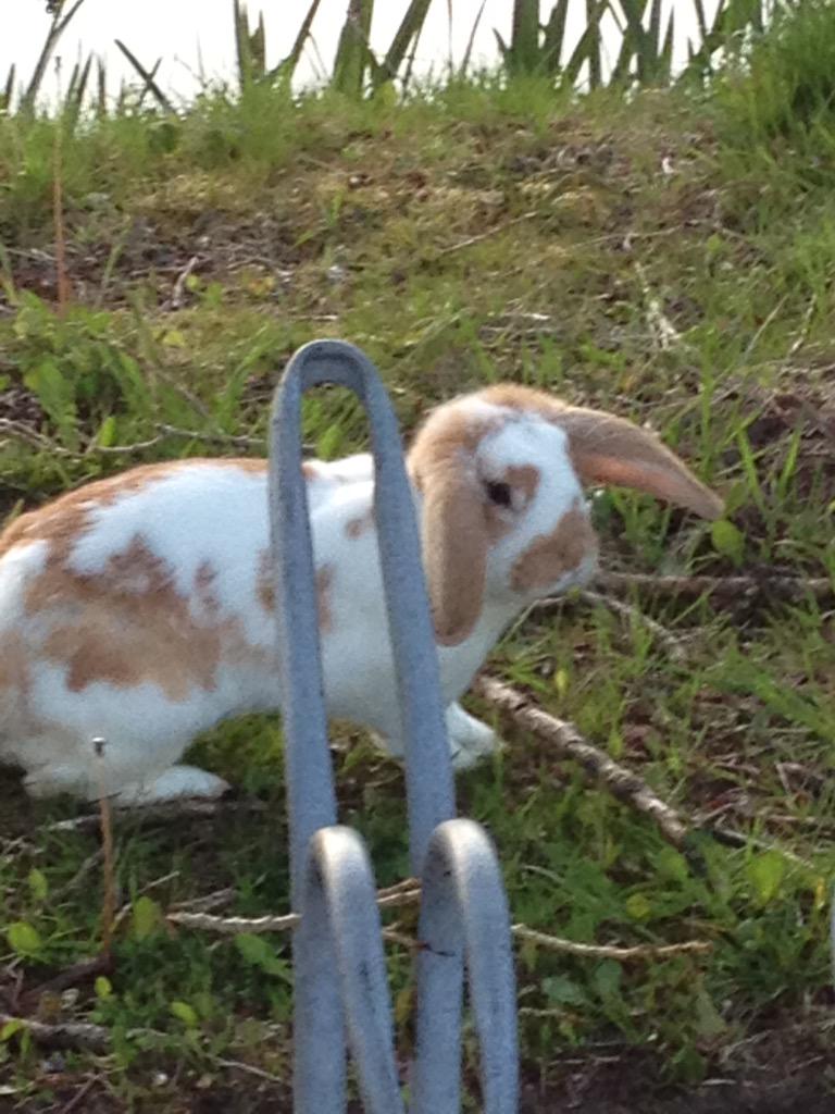 Mnnwlks's tweet photo. @Wag_VHT_Peter dit beestje loopt rond op t sportpark! Iemand hem kwijt? http://t.co/MQaAWCTeiH