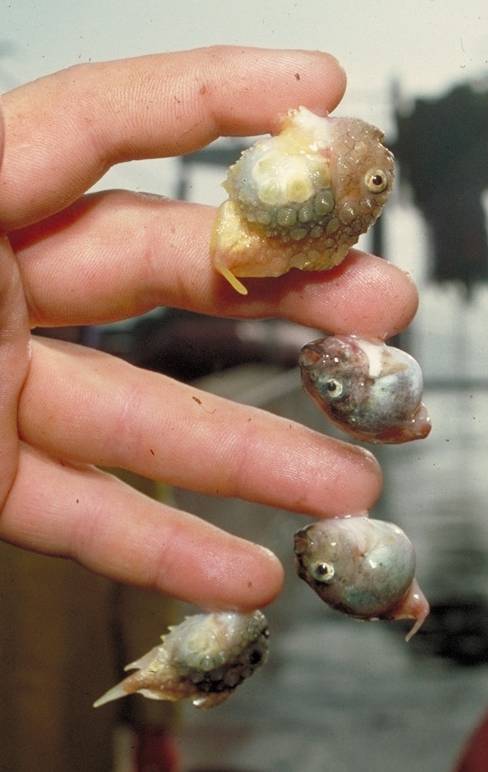NadineBoke's tweet photo. Dierenplaatje van de dag: aan elke vinger een vis. Lumpsuckers, heten deze beestjes; in het Nederlands: snotolfen. http://t.co/fVsawjZQW7