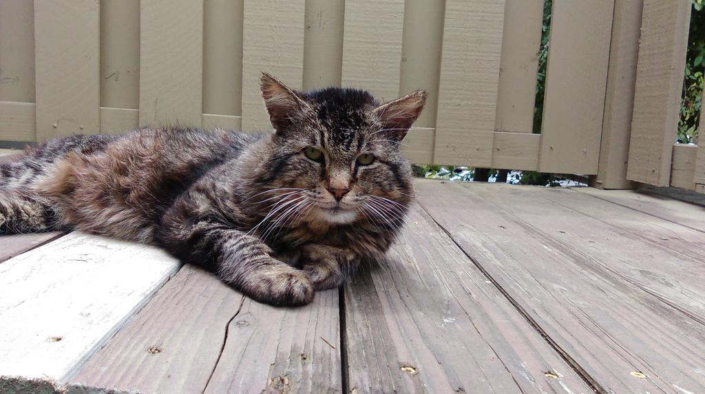 Dioxicide's tweet photo. Chesters the #Chuzzy cat is thinking "Mmmm that was mighty right kibble" @4janders @timelesssoul1 #Funny #ChestersCat http://t.co/9KQKOLwI9h