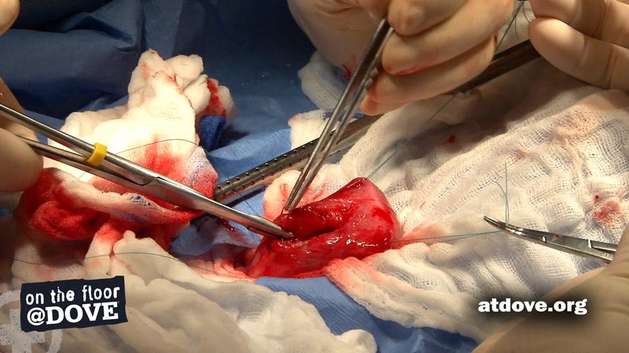 atdoveorg's tweet photo. New video! @DoveLewis surgeon Ashley Magee demonstrates how to close a #cystotomy on a dog: http://t.co/lxiU27iM3i http://t.co/e1LRtQSeCm