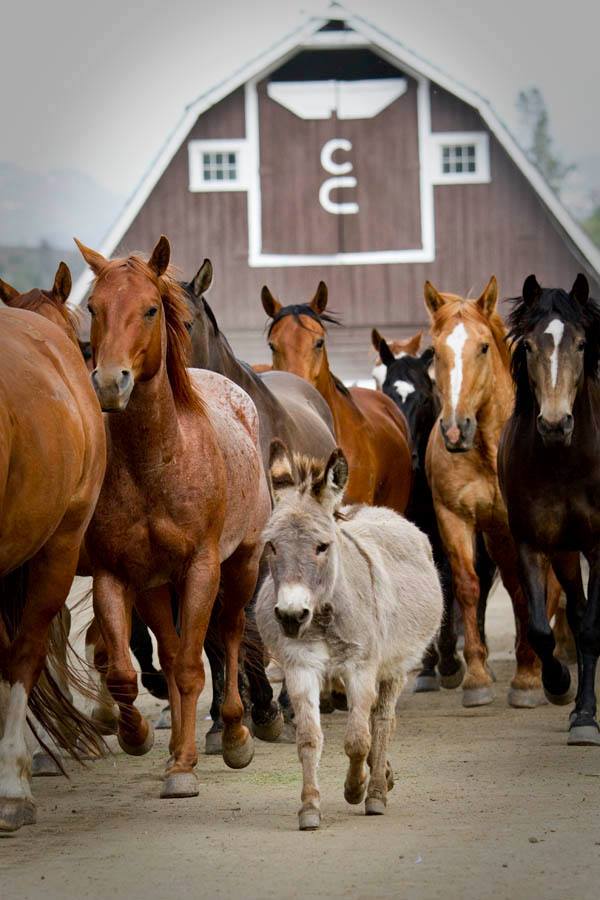 RanchWeb's tweet photo. One of these is not like the others! http://t.co/Pyp5OR9bLI #horses #ranchlife #ranchweb http://t.co/NhXrD3mWd1