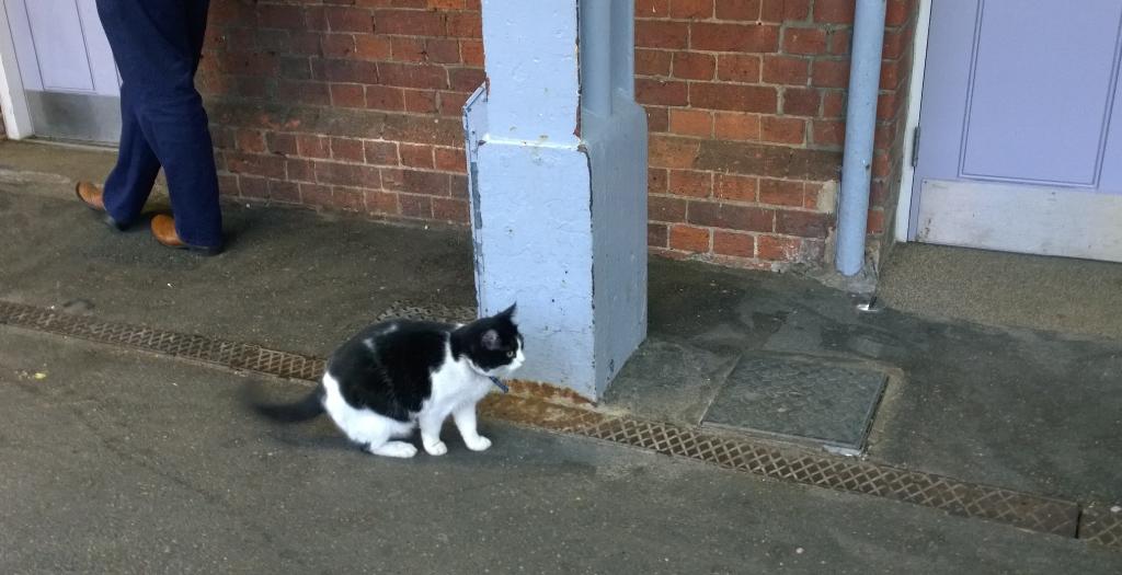 Saffron is patrolling platform 3 at #Tonbridge station. Everything seems to be ok... @BrightonStnCat