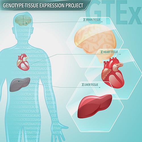 genome_gov's tweet photo. GTEx findings reveal new insights into how DNA differences influence  disease susceptibility. http://t.co/ohhc8VZHV8 http://t.co/ebgvdvhOKc