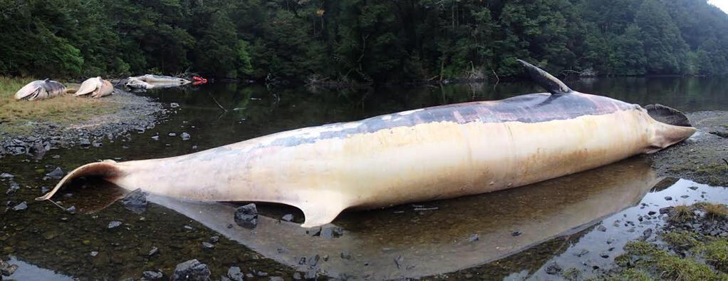 12 balene giganti morte spiaggiate nel Golfo di Penas in Cile (FOTO)