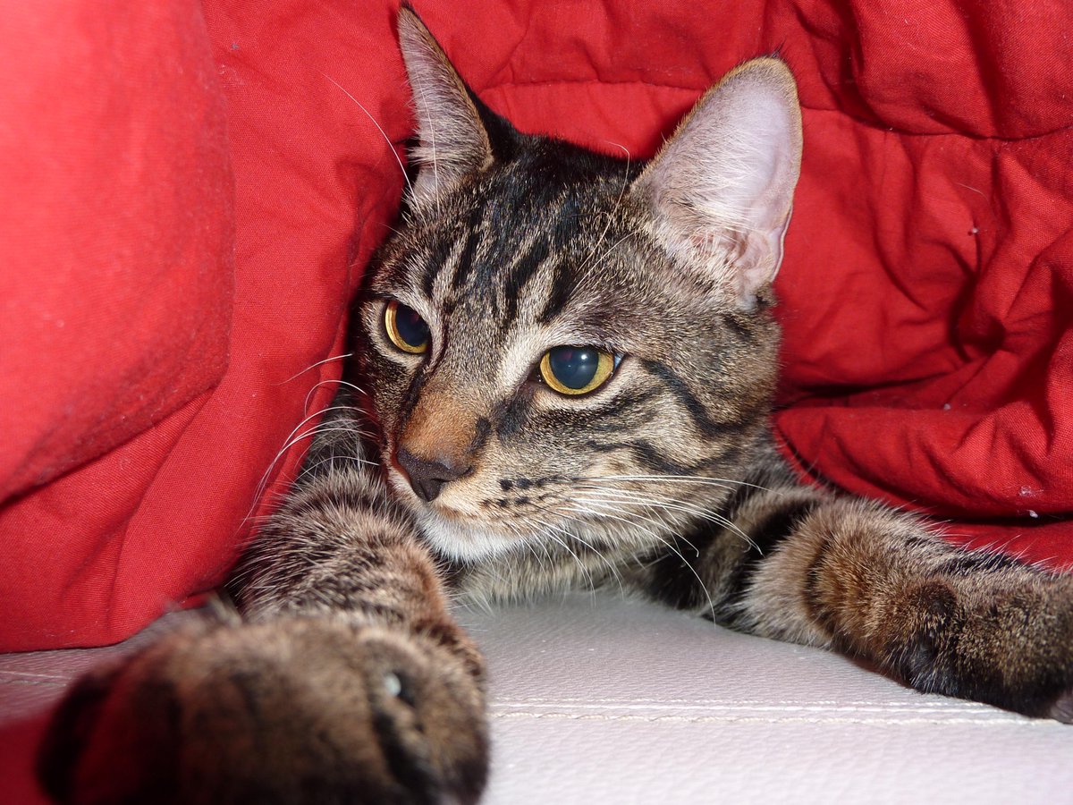 ZodiaCat's tweet photo. Things your iPhone is good for: 1) Cat selfies. 2) Cat horoscopes. 3) More cat selfies! #CatHoroscopes #comingsoon http://t.co/jFKSoJggn7