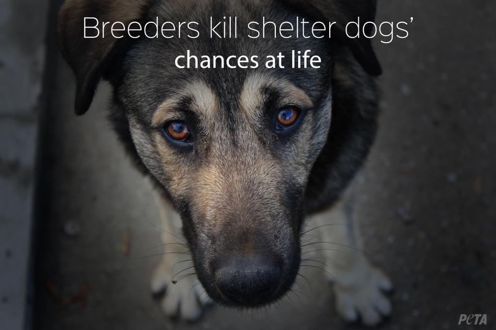 Should You Buy A Dog From A Breeder