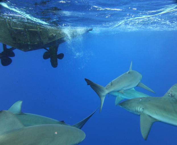 DiscoverHawaii's tweet photo. Swimming with sharks?! YES, PLEASE! http://t.co/51zzv0kDkz #NorthShoreSharkAdventures #DiscoverHawaii http://t.co/YD4f5zHlA8