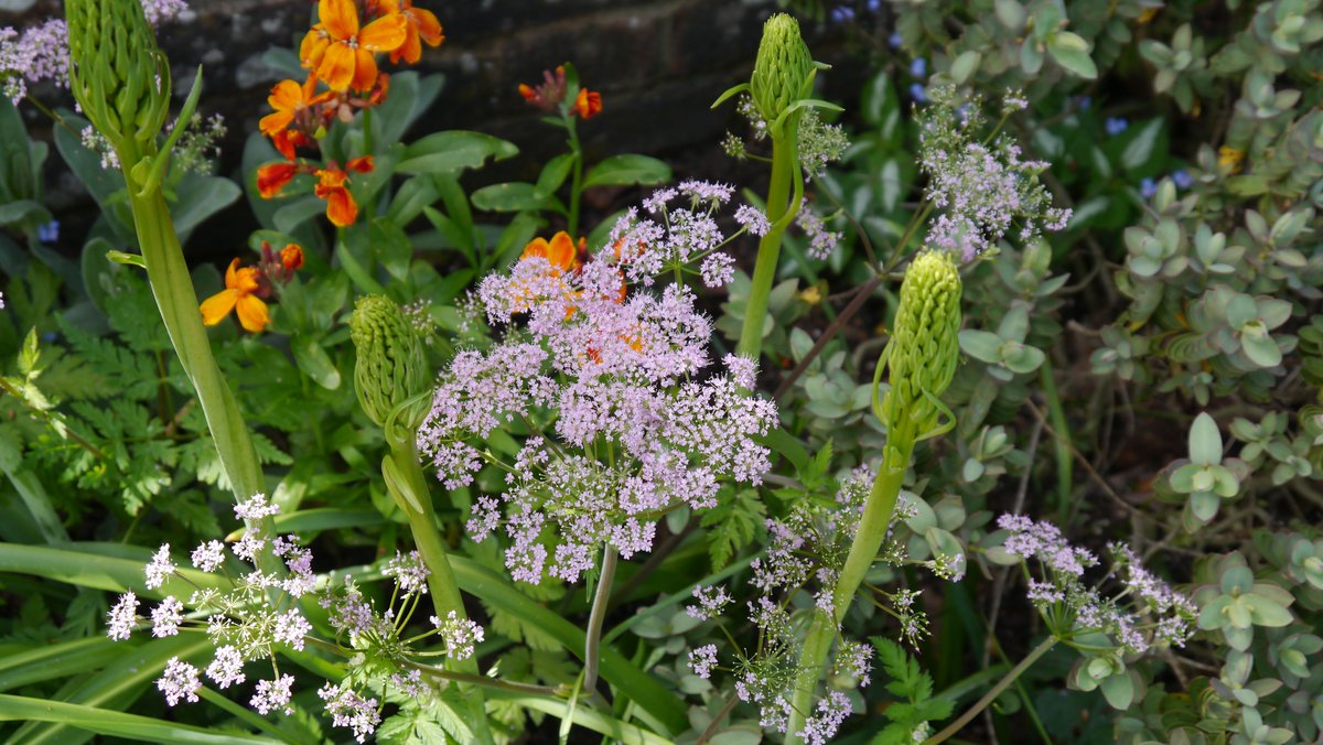 decoynursery's tweet photo. #camassia's starting to #flower #gardening #gardenchat #asparagus #bulb #garden #gardentalk #leichtlinii http://t.co/nRd2N2ZcWk