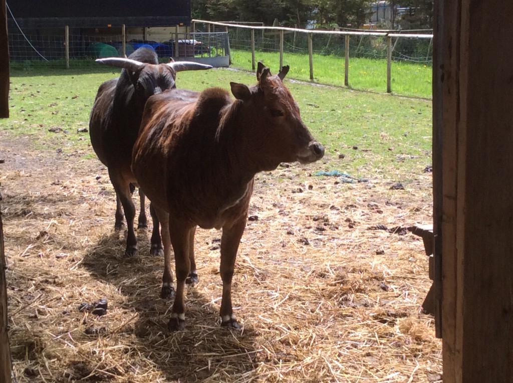 GreenAcresAnimalPark tweet media