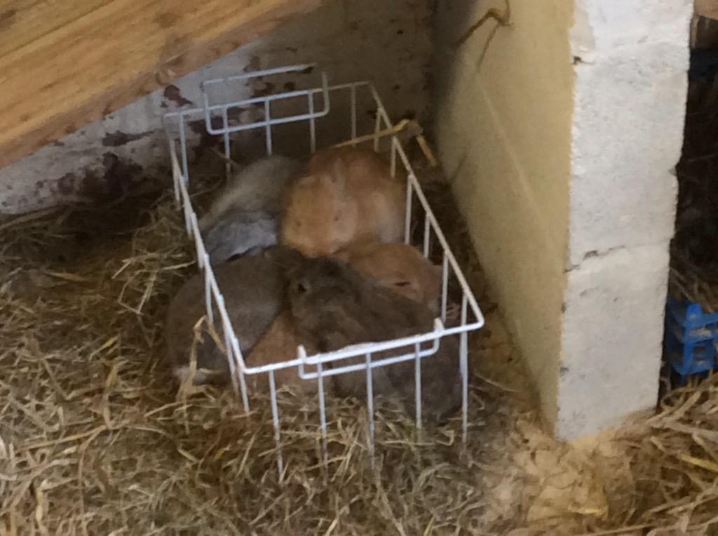 GreenAcresAnimalPark tweet media