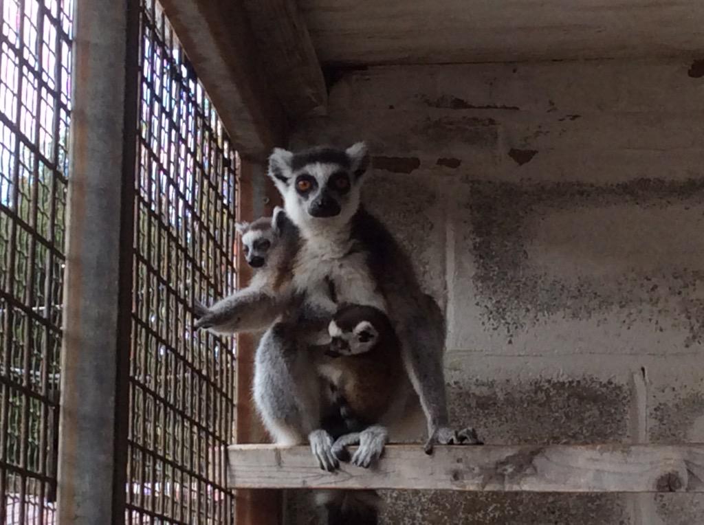 GreenAcresAnimalPark tweet media