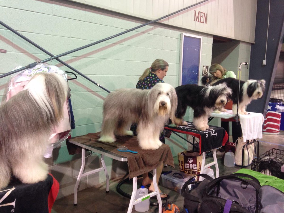mirandayoung09's tweet photo. The AllAround Beardies getting ready to go to the show ring, Mowgli went WD/BOW for a 3 point major. Go Mo! #dogshow http://t.co/k1bNU0HTPG