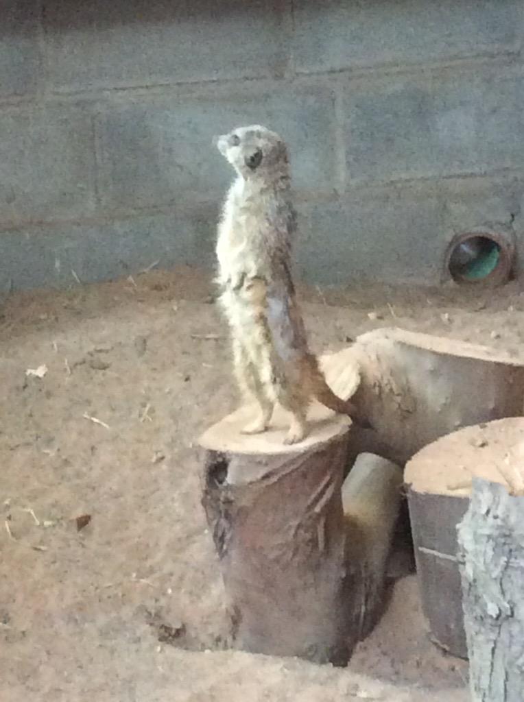 GreenAcresAnimalPark tweet media