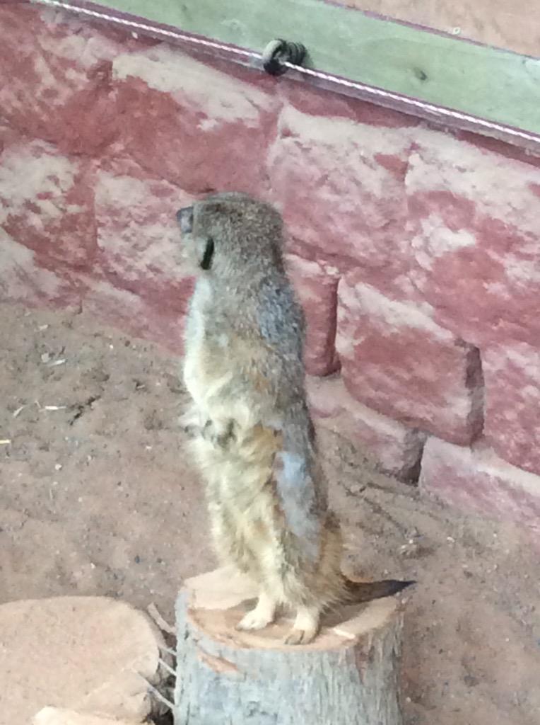 GreenAcresAnimalPark tweet media