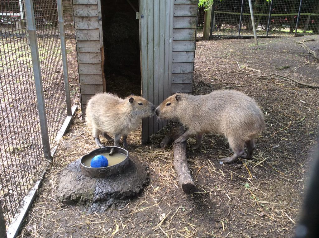 GreenAcresAnimalPark tweet media