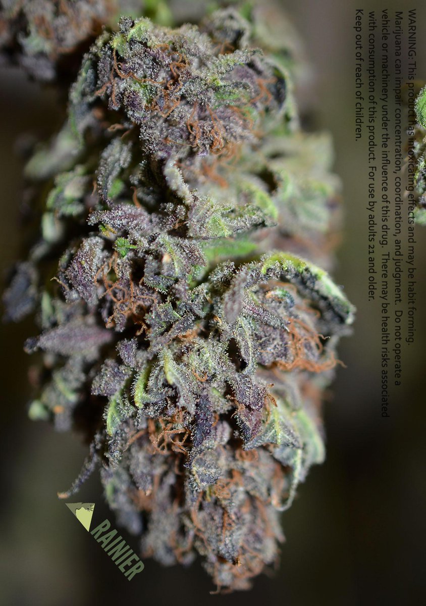 #TBT customer Q: of the month "if the weed is purple, does that mean the smoke is purple too?" :) #legalweed #i502