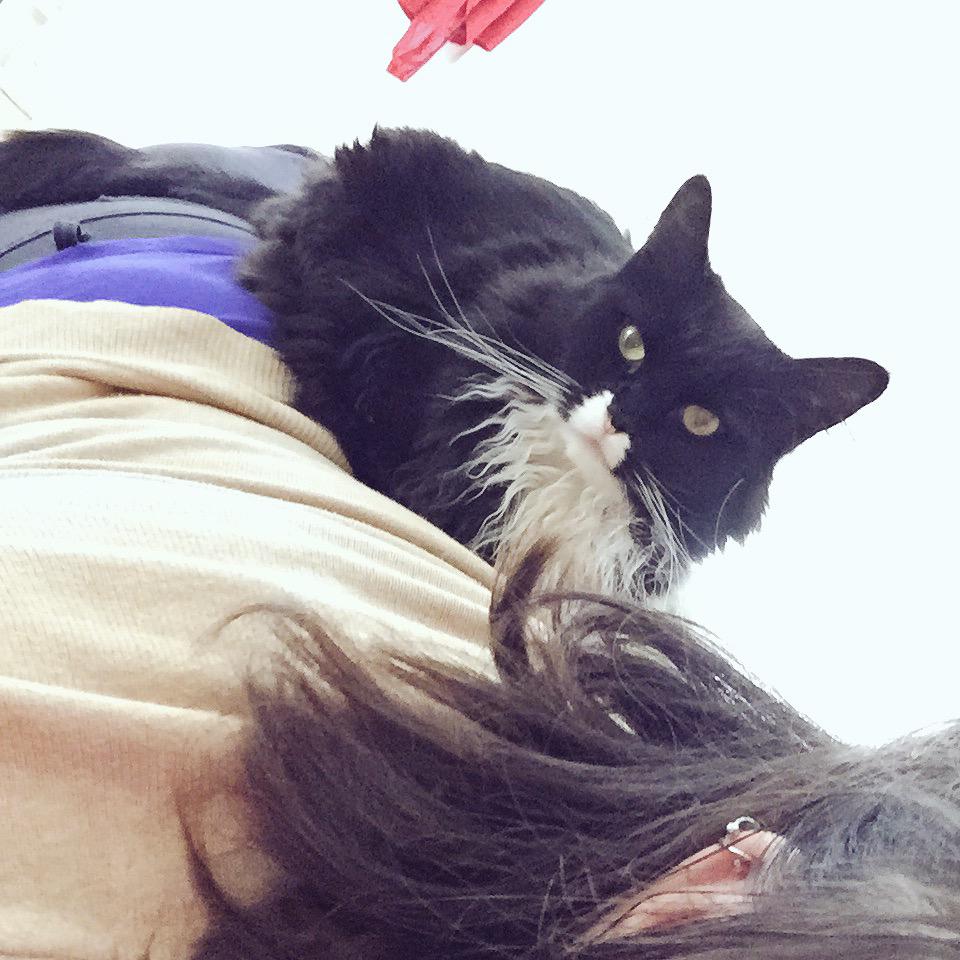 malursy's tweet photo. The face of a cat that doesn't want me to go to class. #cats #sagrad #OregonState http://t.co/OQhBS3kQrJ