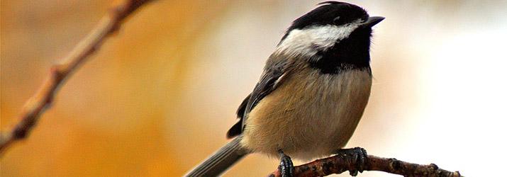 WildCanadaDoc's tweet photo. Did you know the Black-capped Chickadee is Vancouver's Official City Bird? http://t.co/9P0eHQJTOv http://t.co/BYmVgRqAwZ