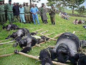 Against Animal Abuse tweet media