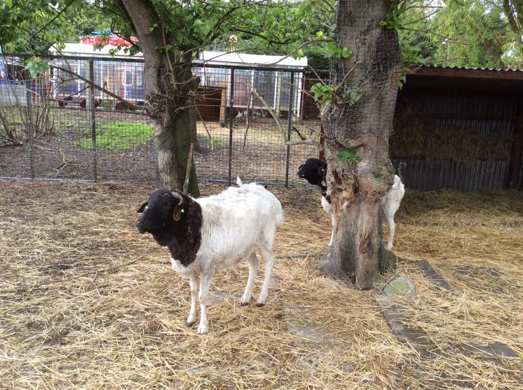 GreenAcresAnimalPark tweet media