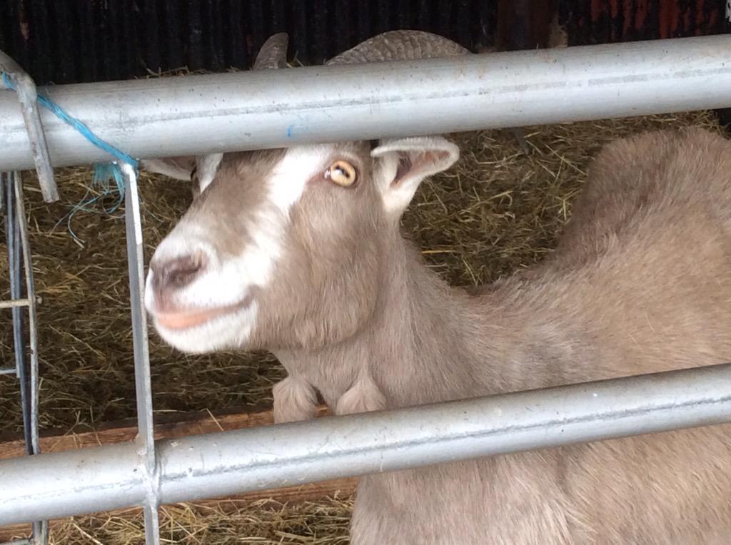 GreenAcresAnimalPark tweet media