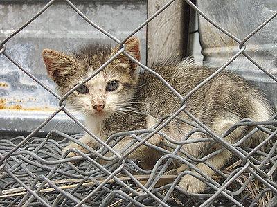 Against Animal Abuse tweet media