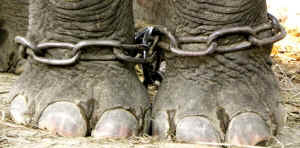 Against Animal Abuse tweet media