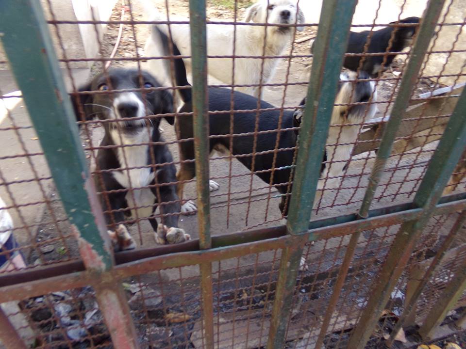 refugioenalerta tweet picture