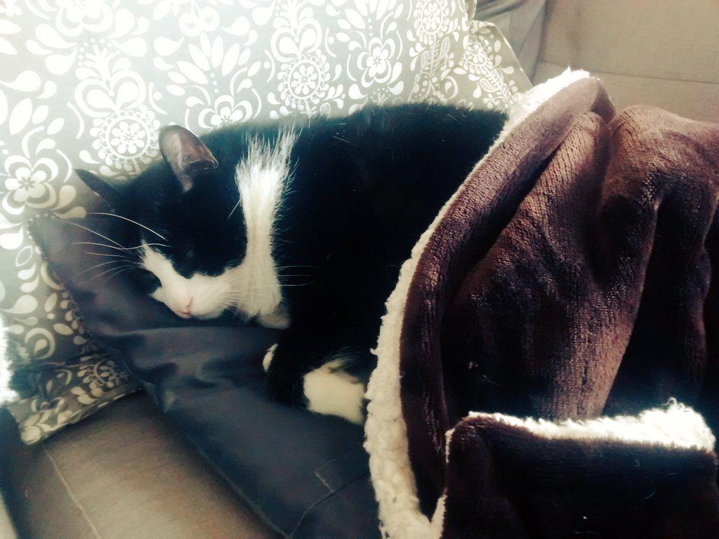 MeowBond's tweet photo. I am soooooo comfortable right now. Like unbelievably comfortable. *sigh* this is the life #catlife #naps http://t.co/PrxxgBa2Lt