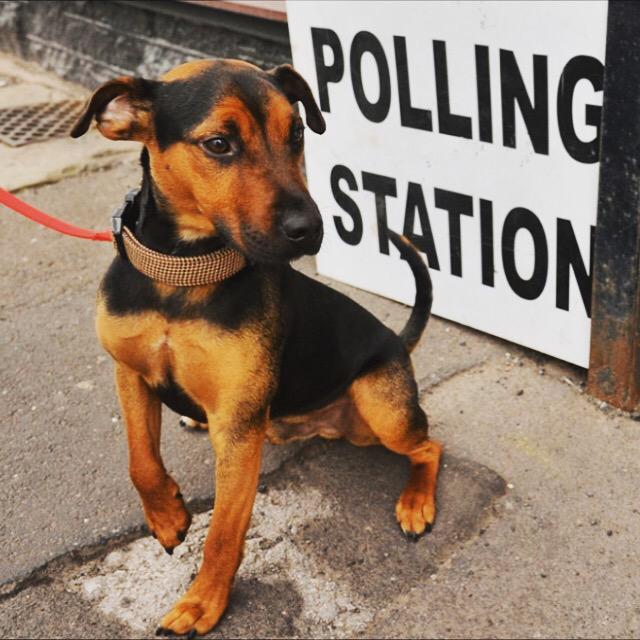 Today we went to vote theguardian.com/politics/galle… #DogsAtPollingStations #ozzy #Sheffield #votingmatters