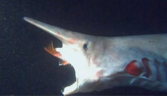 Shark Devocean on X: It's not just the goblin #shark that can extend its  jaw. This #deepsea demon catshark also has ability #SharkWeek   / X