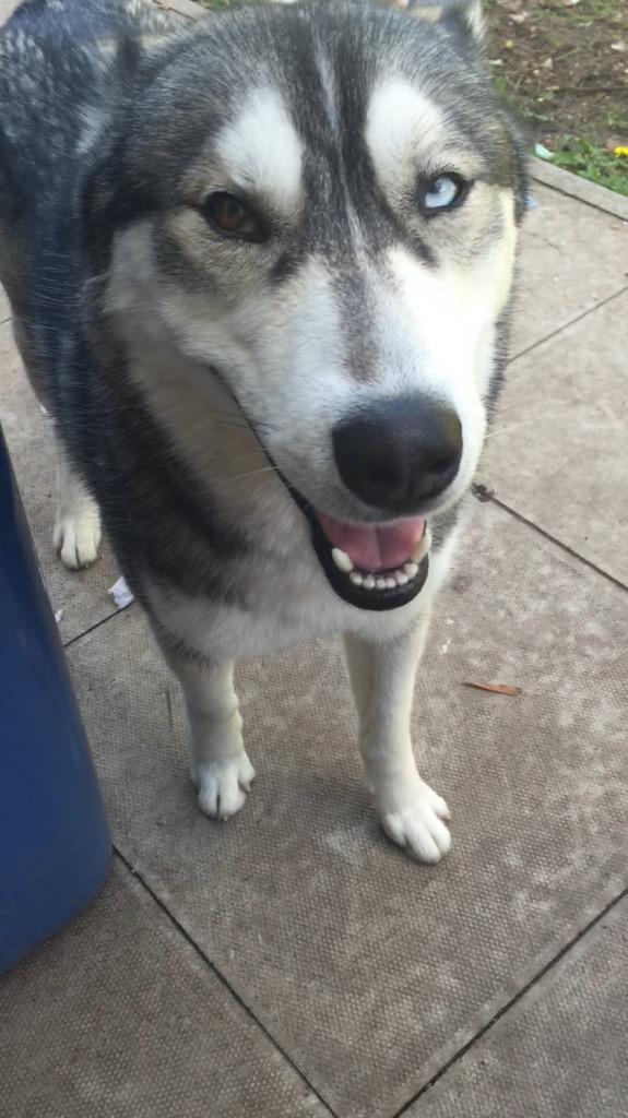 cloeusa's tweet photo. My husky he's so cute #husky #dog #cute #puppy http://t.co/ZEWhgnkRJi