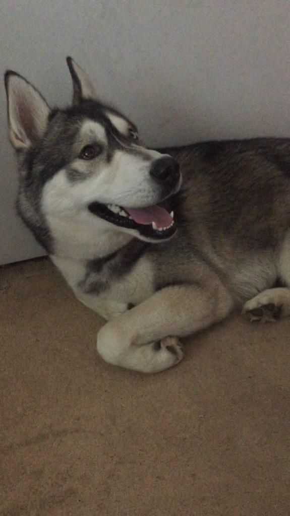 cloeusa's tweet photo. My husky he's so cute #husky #dog #cute #puppy http://t.co/ZEWhgnkRJi