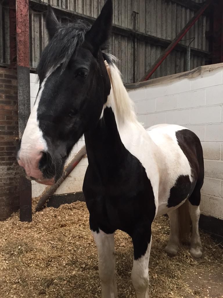 cloeusa's tweet photo. Charlie #horse #beautiful http://t.co/Cbm1PUnPm5