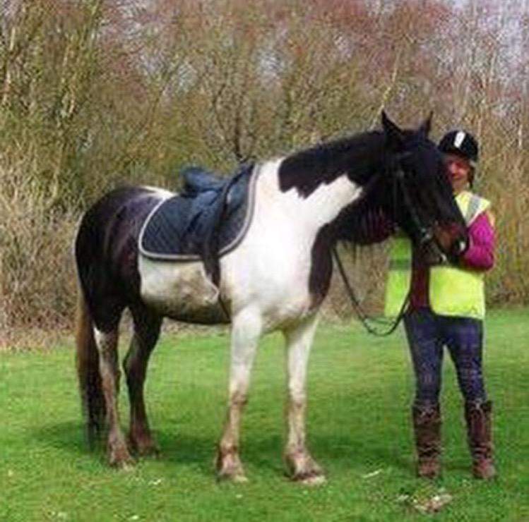 cloeusa's tweet photo. Inka #horse #follow #amazing http://t.co/8kNVgJwXoU