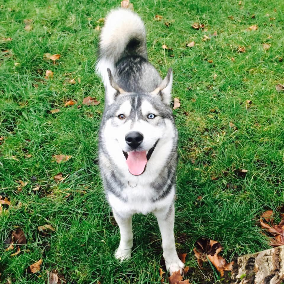 cloeusa's tweet photo. #amazing #cute #beautiful #husky http://t.co/hrcImCa2cQ