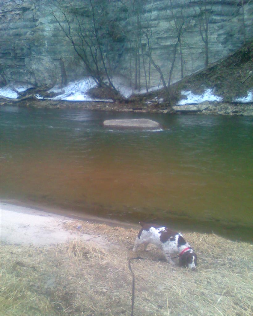 Sometimes hunting partners end up being part of your family. RIP Zoe.