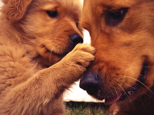 cutedogs101's tweet photo. Mother's Day coming up RT. If you love your mommy❤️🙎 http://t.co/SI4xaJZEeO
