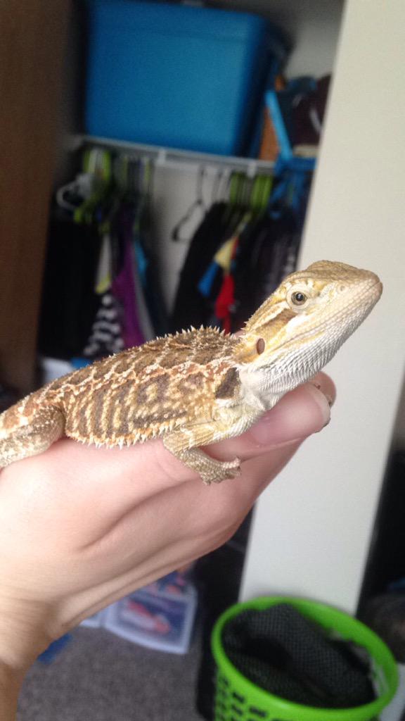 He's cute #beardeddragon