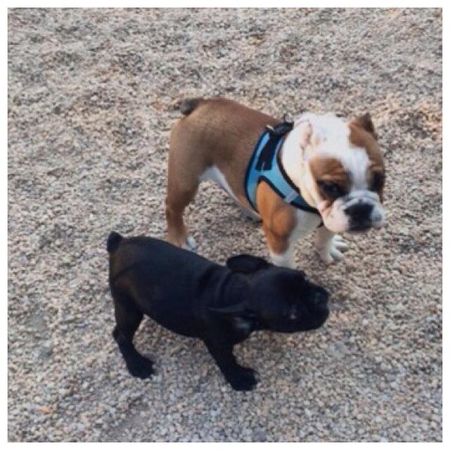 kiddlebulldog's tweet photo. Talking to my friend 3 month old #frenchie should we go to the big or little dog park #bulldog #puppy #dogs #dognyc http://t.co/F9RFEwM0Th