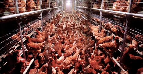 MercyForAnimals's tweet photo. 5 Reasons "Cage-Free" Isn't What You Think. http://t.co/CeDbyoNlr7 http://t.co/3JfqE4WoLc
