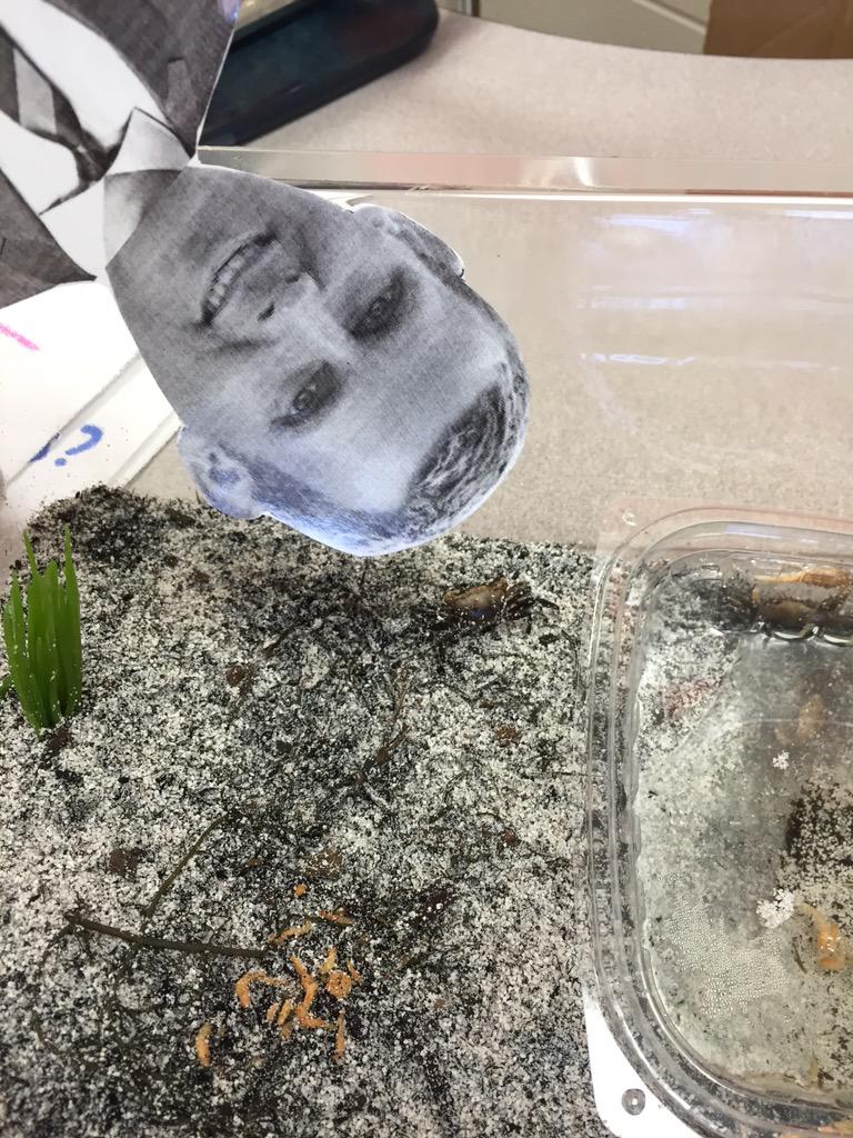 jnlooney's tweet photo. Flat Massey hanging with our crabs!!! #flatmassey #hesharvest #fiddlercrabs http://t.co/oTWibRQeLZ