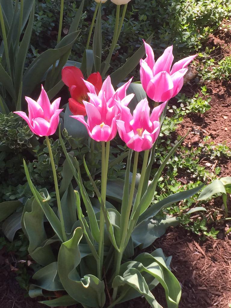 MU_Alison's tweet photo. Summer at Mercyhurst main is finally here :) #hurstsocial http://t.co/YmuRLdRlLC