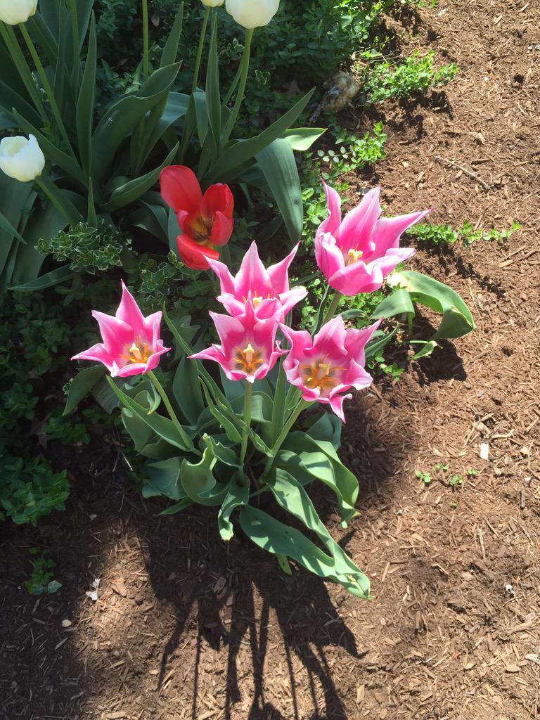 MU_Alison's tweet photo. Summer at Mercyhurst main is finally here :) #hurstsocial http://t.co/YmuRLdRlLC