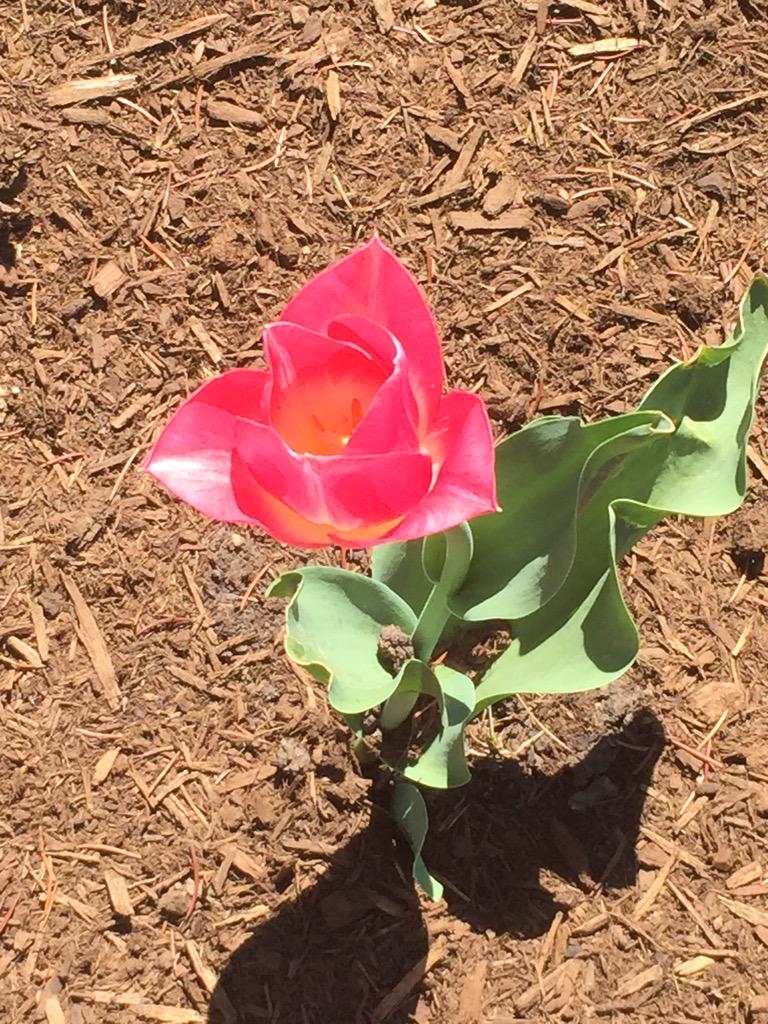 MU_Alison's tweet photo. Summer at Mercyhurst main is finally here :) #hurstsocial http://t.co/YmuRLdRlLC